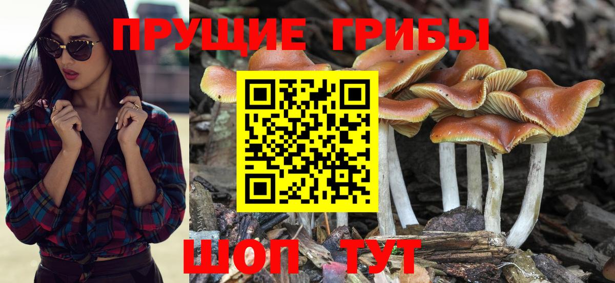Губаха  Галлюциногенные грибы MAGIC MUSHROOMS  Галлюциногенные грибы прущие грибы  купить   Вход с VPN 